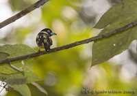 Black-and-yellow Broadbill - Eurylaimus ochromalus