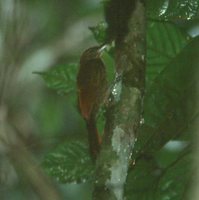 White-chinned Woodcreeper - Dendrocincla merula