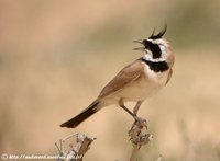 Temminck's Lark - Eremophila bilopha