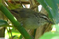 Plain Wren - Thryothorus modestus