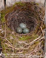 Clay-colored Robin - Turdus grayi