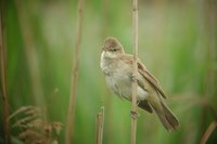 Oriental Reed-Warbler - Acrocephalus orientalis