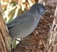 Pinyon Jay - Gymnorhinus cyanocephalus