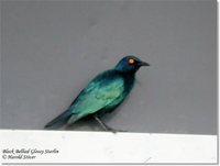 Black-bellied Glossy-Starling - Lamprotornis corruscus