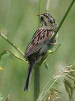 Henslow's Sparrow - Ammodramus henslowii