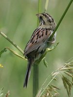 Henslow's Sparrow - Ammodramus henslowii