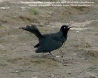 Nicaraguan Grackle - Quiscalus nicaraguensis