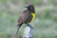 Brown-and-yellow Marshbird - Pseudoleistes virescens