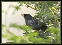 Slender-billed Finch 2