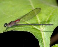 Rubyspot species (FINAL 1); El Triunfo, Chiapas, MX (WEB).jpg