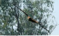 Black kite @ Karkala, karnataka.