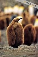 Young King Penguin (Aptenodytes patagonicus) photo