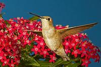 Black-chinned Hummingbird , in flight hovering over flower , Archilochus alexandri , Portal , Ar...