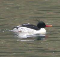 Whereas Scaly-sided Merganser are only reliably found at one site.