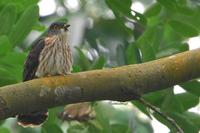 Malaysian Hawk-Cuckoo ( Cuculus fugax )