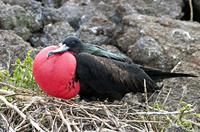 1.군함조(軍 艦 鳥 , frigate bird)