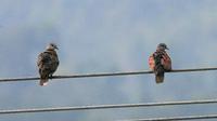 Red Collared Dove » Streptopelia tranquebarica