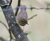 Dusky Warbler (Phylloscopus fuscatus)