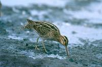 Gallinago gallinago 2193 UK: Snipe DE: Bekassine