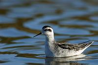 Phalarope à bec           étroit juv. (Phalaropus lobatus)