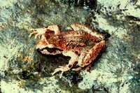 : Ascaphus truei; Western Tailed Frog