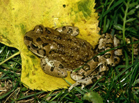 : Bufo pewzowi