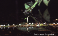 : Chiasmocleis ventrimaculata