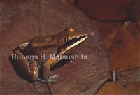 : Leptodactylus spixi