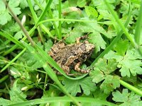 : Microhyla butleri
