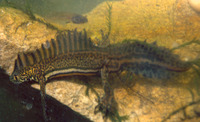 : Ommatotriton vittatus; Southern Banded Newt