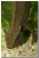 : Paramesotriton hongkongensis