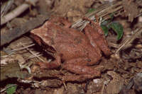 : Philautus alto