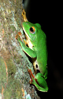 : Rhacophorus moltrechti