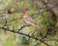 : Carpodacus mexicanus; House Finch