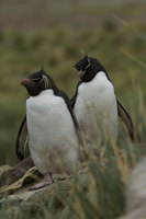 : Eudyptes chrysocome; Rockhopper Penguin