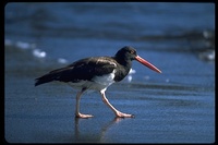 : Haematopus palliatus galapagensis; American Oystercatcher