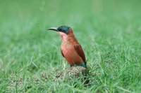 : Merops nubicoides; Carmine Bee-eater