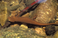 : Taricha torosa; California Newt