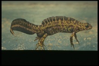 : Triturus marmoratus marmoratus; Marbeled Newt