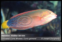 : Coris gaimardi; Yellowtail Coris Wrasse