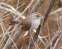 : Thryomanes bewickii; Bewick's Wren