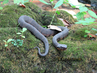 : Agkistrodon piscivorus leucostoma