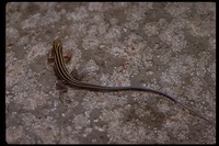 : Cnemidophorus sp.; Whiptail Lizard