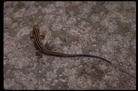: Cnemidophorus sp.; Whiptail Lizard