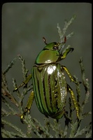 : Chrysina gloriosa; Glorius Beetle