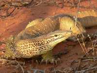 : Varanus panoptes; Yellow-spotted Monitor