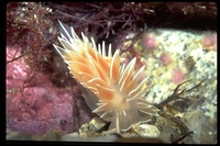 : Dirona albolineata; Chalk White Nudibranch