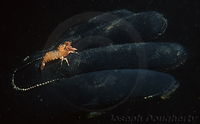 : Heptacarpus taylori; California Camelback Shrimp