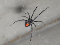 : Lactrodectus hesperus; Black Widow