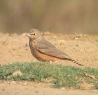 Rufous-tailed Lark (Ammomanes phoenicurus) 2005. január 4. Lake Suriwal, Ranthambhore